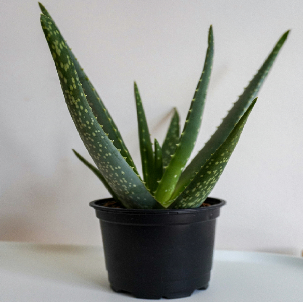 Aloe Vera : Home Remedies for pimples on face