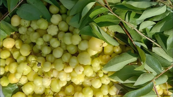 Health benefits of Amla