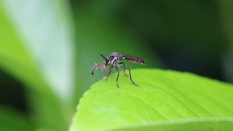 Mohit Tandon Chicago: Home Remedies for Mosquito Prevention