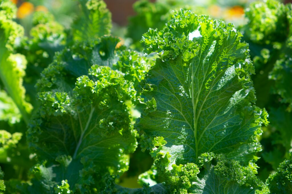 Kale : Healthiest Winter Vegetables : Mohit Tandon